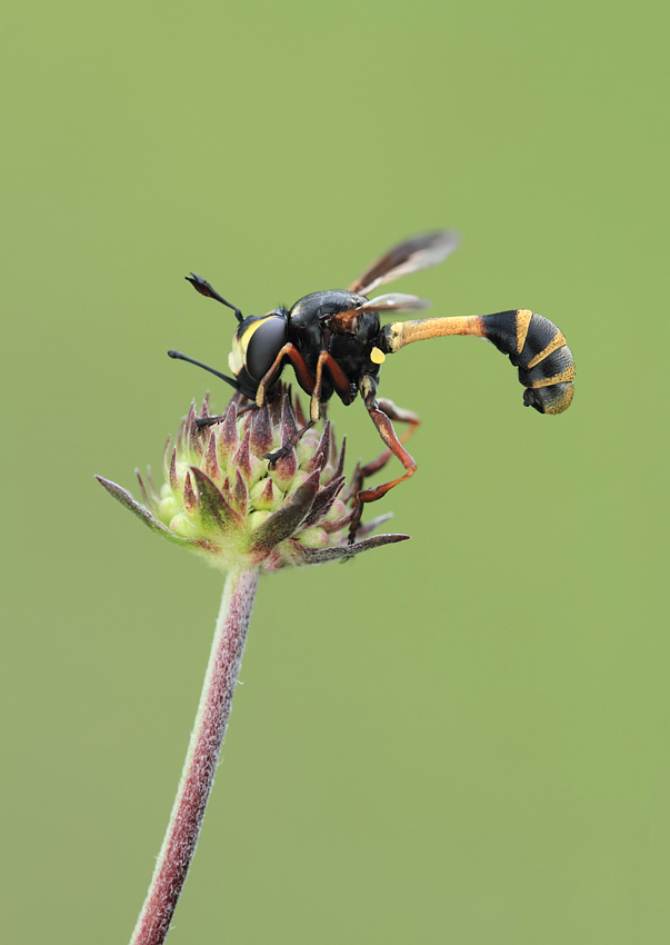 Physocephala rufipes 1